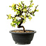 Chaenomeles speciosa weiß, 16 cm, ± 12 Jahre alt