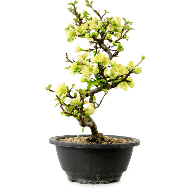 Chaenomeles speciosa blanche, 16 cm, ± 12 ans