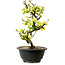 Chaenomeles speciosa blanca, 16 cm, ± 12 años de edad