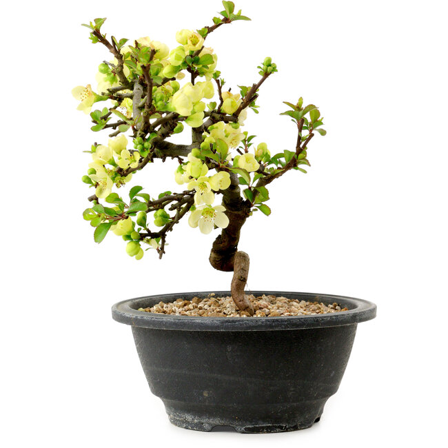 Chaenomeles speciosa blanche, 16 cm, ± 12 ans