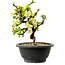 Chaenomeles speciosa blanche, 16 cm, ± 12 ans