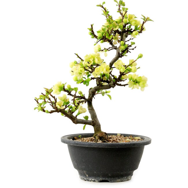 Chaenomeles speciosa bianca, 16 cm, ± 12 anni