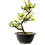 Chaenomeles speciosa blanche, 16 cm, ± 12 ans