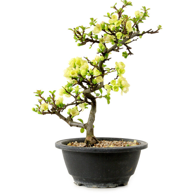 Chaenomeles speciosa blanche, 16 cm, ± 12 ans