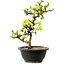 Chaenomeles speciosa weiß, 16 cm, ± 12 Jahre alt