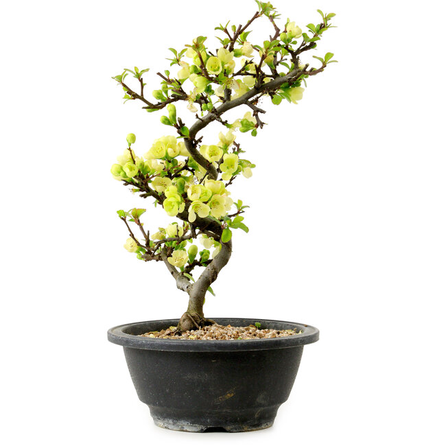 Chaenomeles speciosa blanca, 16 cm, ± 12 años de edad