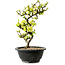 Chaenomeles speciosa bianca, 16 cm, ± 12 anni