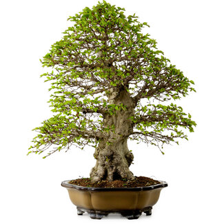 Carpinus coreana, 64 cm, ± 45 anni