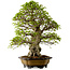 Carpinus coreana, 64 cm, ± 45 años, con un nebari de 20 cm