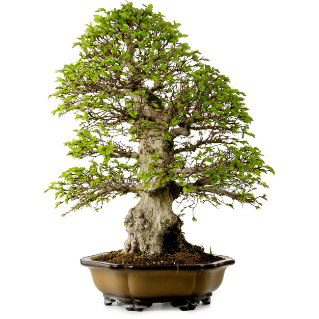 Carpinus coreana, 64 cm, ± 45 years old, with a nebari of 20 cm