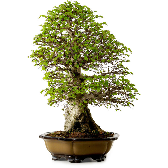 Carpinus coreana, 64 cm, ± 45 anni, con nebari di 20 cm