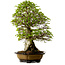 Carpinus coreana, 64 cm, ± 45 anni, con nebari di 20 cm