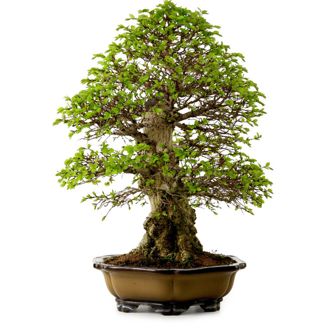 Carpinus coreana, 64 cm, ± 45 anni, con nebari di 20 cm