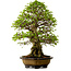 Carpinus coreana, 64 cm, ± 45 anni, con nebari di 20 cm