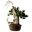 Taxus cuspidata, 75 cm, ± 30 ans, avec un nebari de 20 cm