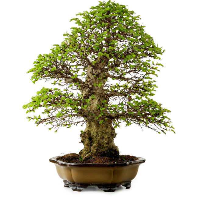 Carpinus coreana, 64 cm, ± 45 anni, con nebari di 20 cm