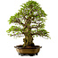 Carpinus coreana, 64 cm, ± 45 anni, con nebari di 20 cm