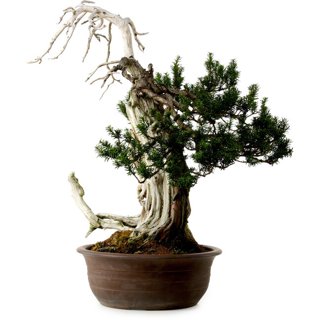 Taxus cuspidata, 75 cm, ± 30 años de edad, con un nebari de 20 cm