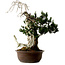 Taxus cuspidata, 75 cm, ± 30 ans, avec un nebari de 20 cm