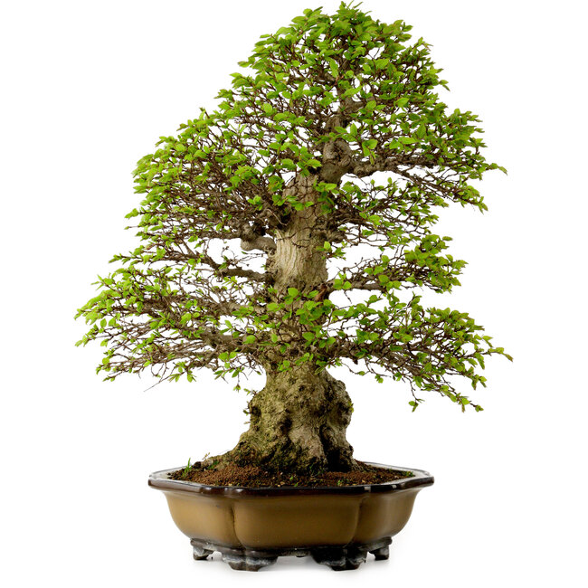 Carpinus coreana, 64 cm, ± 45 años, con un nebari de 20 cm