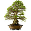 Carpinus coreana, 64 cm, ± 45 ans, avec un nebari de 20 cm