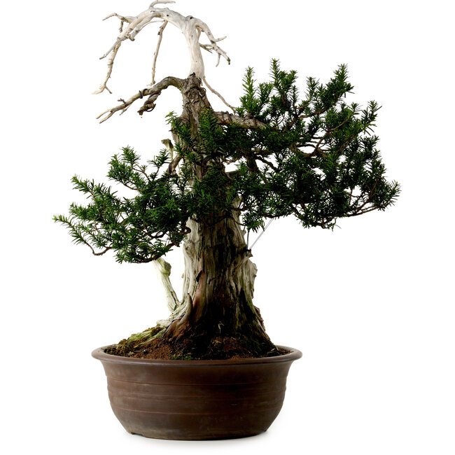 Taxus cuspidata, 75 cm, ± 30 jaar oud, met een nebari van 20 cm