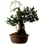 Taxus cuspidata, 75 cm, ± 30 Jahre alt, mit einem Nebari von 20 cm