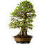 Carpinus coreana, 64 cm, ± 45 años, con un nebari de 20 cm