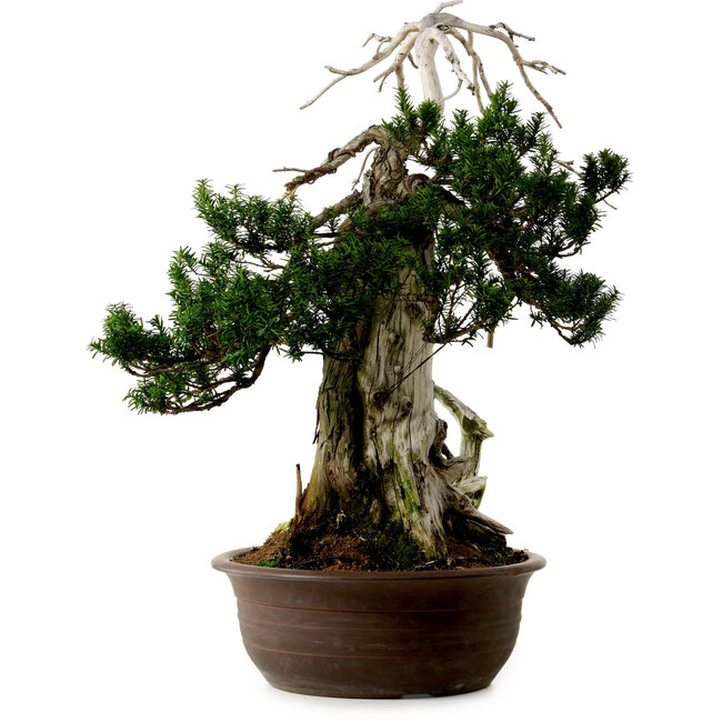 Taxus cuspidata, 75 cm, ± 30 anni, con nebari di 20 cm