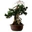 Taxus cuspidata, 75 cm, ± 30 ans, avec un nebari de 20 cm