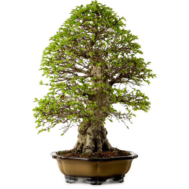 Carpinus coreana, 64 cm, ± 45 anni, con nebari di 20 cm