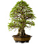 Carpinus coreana, 64 cm, ± 45 ans, avec un nebari de 20 cm