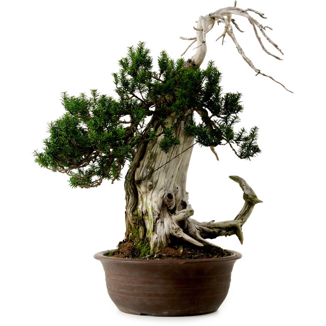 Taxus cuspidata, 75 cm, ± 30 Jahre alt, mit einem Nebari von 20 cm