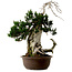 Taxus cuspidata, 75 cm, ± 30 ans, avec un nebari de 20 cm