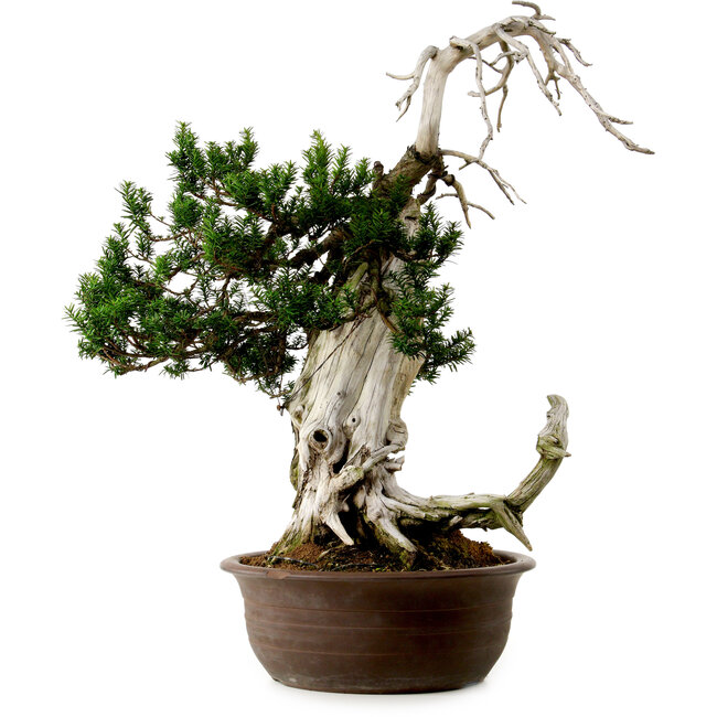 Taxus cuspidata, 75 cm, ± 30 Jahre alt, mit einem Nebari von 20 cm