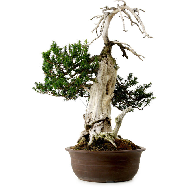 Taxus cuspidata, 75 cm, ± 30 ans, avec un nebari de 20 cm