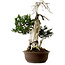 Taxus cuspidata, 75 cm, ± 30 anni, con nebari di 20 cm