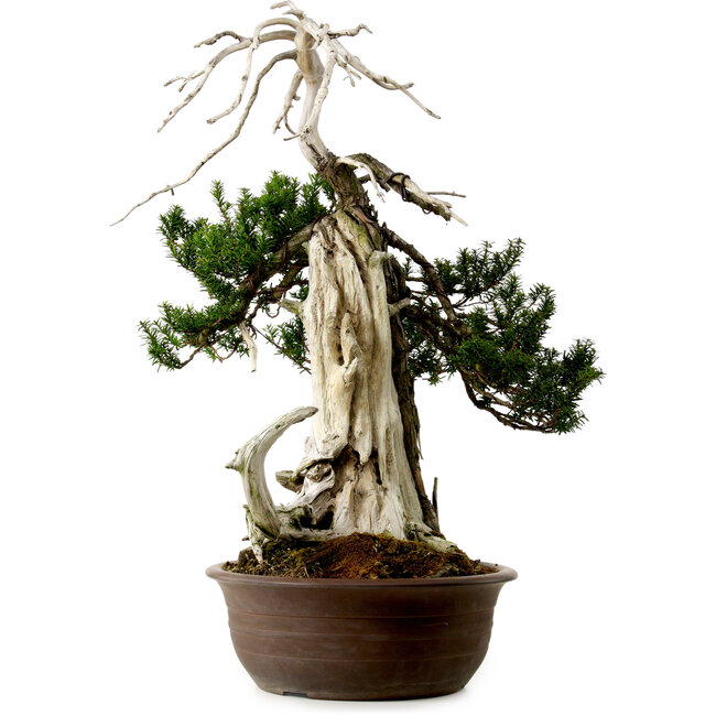 Taxus cuspidata, 75 cm, ± 30 anni, con nebari di 20 cm
