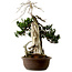 Taxus cuspidata, 75 cm, ± 30 years old, with a nebari of 20 cm