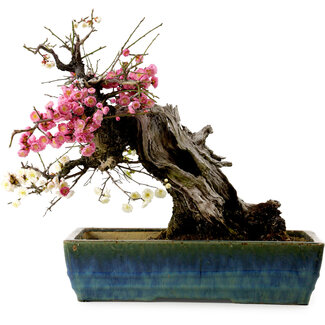 Prunus mume rosa y blanco, 45 cm, ± 45 años