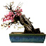 Prunus mume roze en wit, 45 cm, ± 45 jaar oud, met een nebari van 18 cm