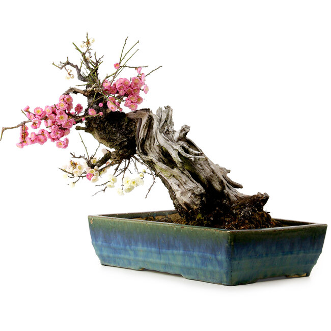 Prunus mume rosa y blanco, 45 cm, ± 45 años, con un nebari de 18 cm.