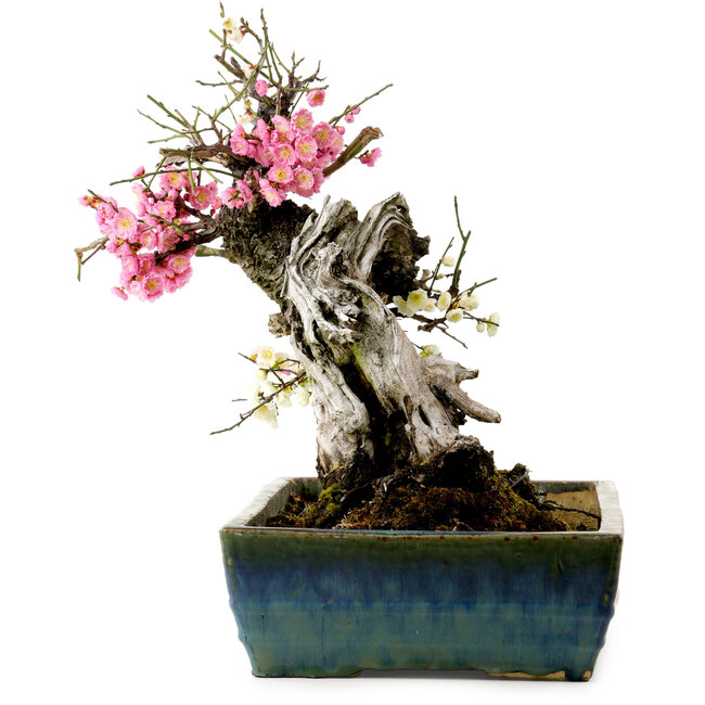 Prunus mume, rosa und weiß, 45 cm, ca. 45 Jahre alt, mit einem Wurzelhals von 18 cm