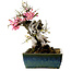 Prunus mume, rosa und weiß, 45 cm, ca. 45 Jahre alt, mit einem Wurzelhals von 18 cm