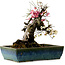 Prunus mume, rosa und weiß, 45 cm, ca. 45 Jahre alt, mit einem Wurzelhals von 18 cm
