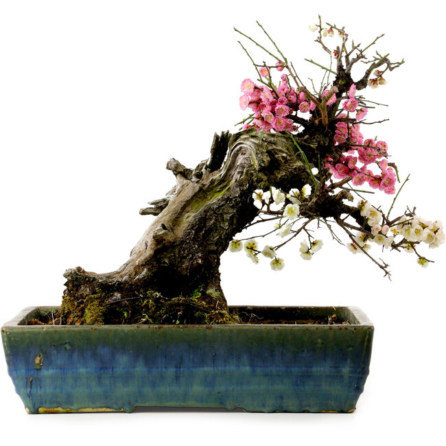 Prunus mume rosa y blanco, 45 cm, ± 45 años, con un nebari de 18 cm.