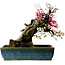Prunus mume rosa e bianco, 45 cm, ± 45 anni, con nebari di 18 cm