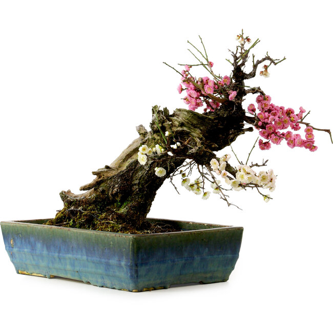 Prunus mume, rosa und weiß, 45 cm, ca. 45 Jahre alt, mit einem Wurzelhals von 18 cm