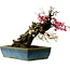 Prunus mume rosa y blanco, 45 cm, ± 45 años, con un nebari de 18 cm.