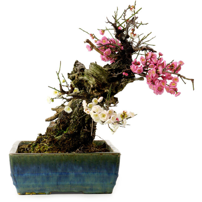 Prunus mume rosa e bianco, 45 cm, ± 45 anni, con nebari di 18 cm